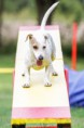 /album/agility/foceni-sbt-fcr-jrt-371-jpg/
